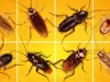types of roaches 1.jpg