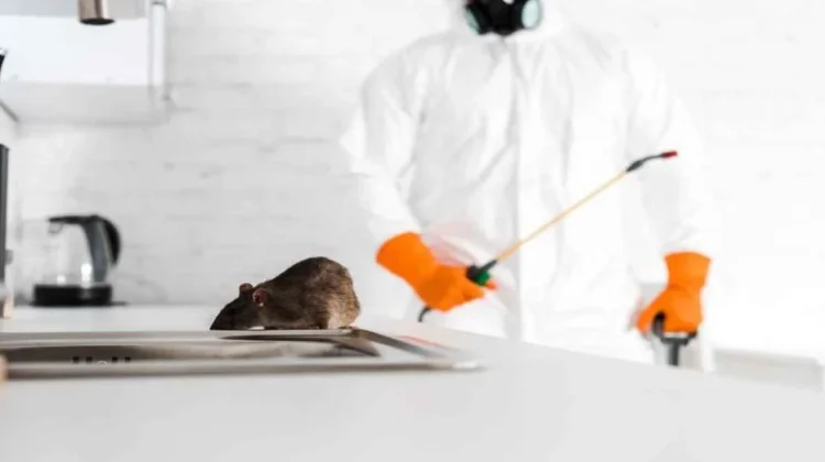 مكافحة الفئران المنزلية: خطر صغير بآثار تخريبية كبيرة 1 33203978 97d9 486b 89e2 4b3f35589e33 1000x523 1