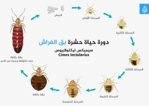 مكافحة الافات 5 9199 Converted 1696678565