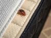 Bed Bug Treatment Virginia