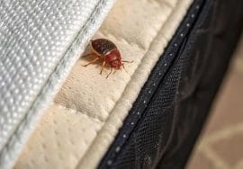 Bed Bug Treatment Virginia