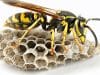 pngtree wasp and wasp nest in nature on white image 15872936