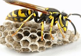 pngtree wasp and wasp nest in nature on white image 15872936