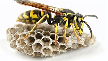 pngtree wasp and wasp nest in nature on white image 15872936
