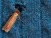 stop moths lakeland blog 362913