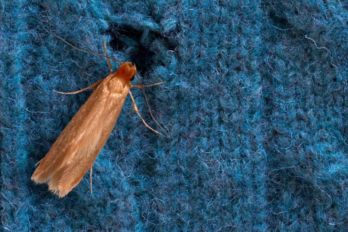 مكافحة الافات 13 stop moths lakeland blog 362913