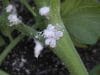 www.almrsal.com wp content uploads 2015 11 Mealybugs belong the group of scale insects