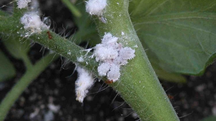 www.almrsal.com wp content uploads 2015 11 Mealybugs belong the group of scale insects