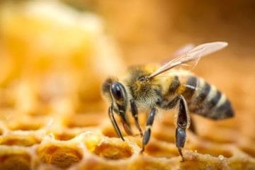 Abeja