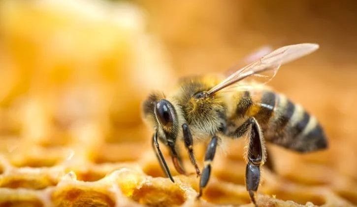 Abeja