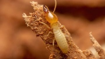 Officials wary of voracious super termite colonizing North Carolina