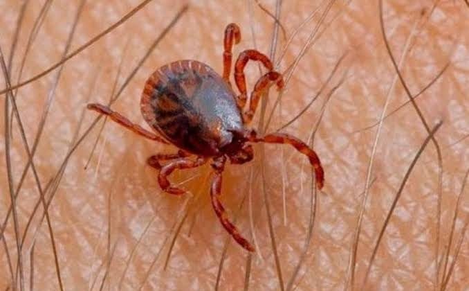 دليل التخلص النهائي: مكافحة القراد مع الشركة الألمانية في دبي لبيئة آمنة وصحية 1 images 53