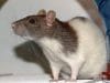 Ratte Vache