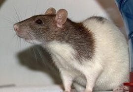 Ratte Vache