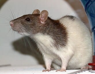 غزاة الظلام: أسرار حياة الجرذان وكيفية حماية منزلك من أضرارها المدمرة 1 Ratte Vache