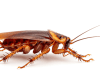 pngtree cockroach isolated on a white background dead cockroachs image 15739512