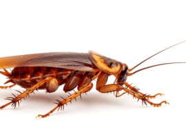 pngtree cockroach isolated on a white background dead cockroachs image 15739512